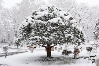 Evergreen Trees in Winter